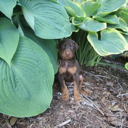 Doberman Pinscher Puppies from Laurel Vail