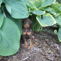 Doberman Pinscher Puppies from Laurel Vail