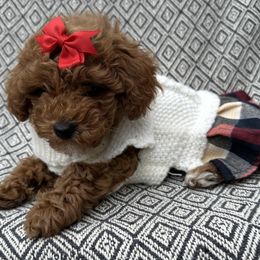 Biewer Terrier and Poodle Puppies from Alpha Tiny Paws