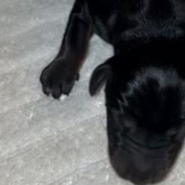 Doc Holliday - Black and rust Doberman Pinscher puppy in Columbus, Ohio from Von Schaaf Haus DuPree