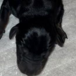 Doc Holliday - Black and rust Doberman Pinscher puppy in Columbus, Ohio from Von Schaaf Haus DuPree