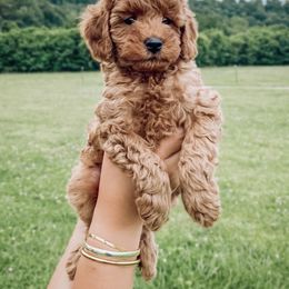 Edmond - Red  Goldendoodle puppy in Brodhead, Kentucky from Gentry Goldendoodles