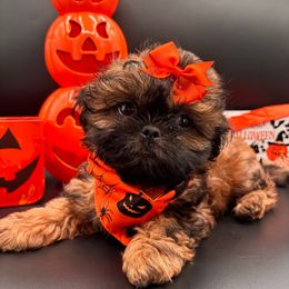 AKC Female-Kiara - Sable female Shih Tzu puppy in Avondale, Arizona from Riley Family Shih Tzus