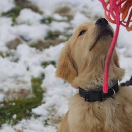 Golden Retriever Puppies from OPK Goldens
