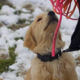 Golden Retriever Puppies from OPK Goldens