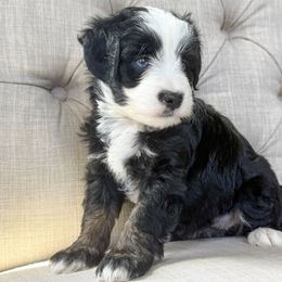 Watermelon🍉 - Black tri-color female Aussiedoodle puppy in Granbury, Texas from Triple Cross Doodles