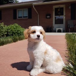 Cavapoo puppies from California Doodles (central coast)