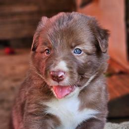 Pascal - Green Collar - Red male Border Collie puppy in Courtland, Alabama from C Bar C Ranch Border Collies