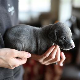 Ash - Blue male Whippet puppy in Gentry, Arkansas from Mardel Robeson of Mulberry Hollow Whippets