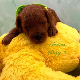 Green (Boy 5) - Red  male Poodle puppy in Miami, Florida from Katy's Toy Poodles & Doodles