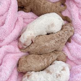 Goldendoodle puppies from PuppyBlossom