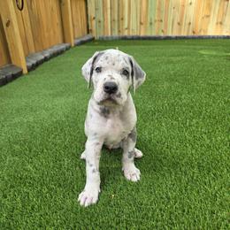 Max - Merle male Great Dane puppy in Kannapolis, North Carolina from Carolina Great Danes & Toy Poodles