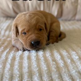 Lucky - Yellow male Labrador Retriever puppy in Water Valley, Mississippi from Three Lakes Labs & WHDs