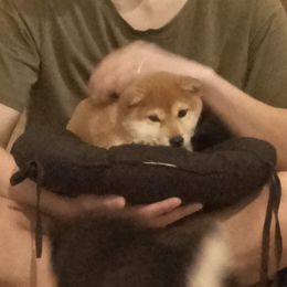 Shiba Inu Puppies from Diwasou