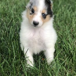 Collie Puppies from Goodwin Collies