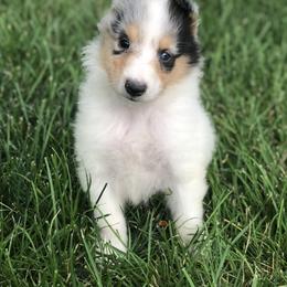 Collie Puppies from Goodwin Collies