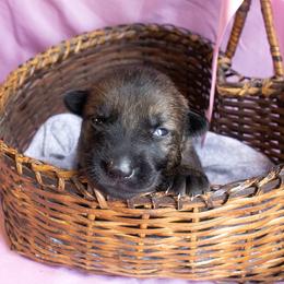 Purple Collar Girl - Sable female German Shepherd puppy in Oxford, Arkansas from Atlas Shepherds