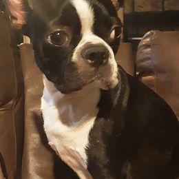 Boston Terrier and Pug All Grown Up from Easter Pugs&Bugs