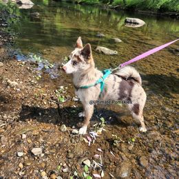 Pomsky Puppies from Ultimate Pomskies LLC
