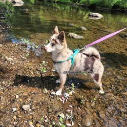 Pomsky Puppies from Ultimate Pomskies LLC