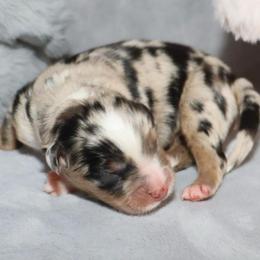 Journey - Blue merle male Miniature Australian Shepherd puppy in Guthrie, Oklahoma from Raised Right Pups