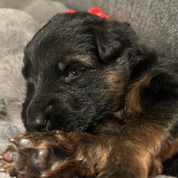 Bruno - Black and red male German Shepherd puppy in Snohomish, Washington from Wataha Shepherds