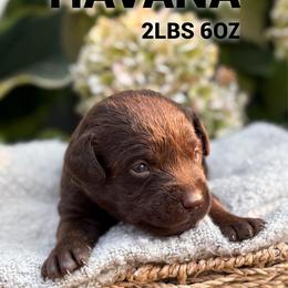 Havana - Chocolate female Dilute Retriever puppy in Puyallup, Washington from 12 Door Farm Labradors