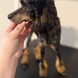 Tansy - Phantom female Poodle puppy in Rock Island, Oklahoma from Virelle Poodles