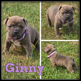 Ginny - Brown brindle female Olde English Bulldogge puppy in Wheeler, Michigan from Haase Family Kennels