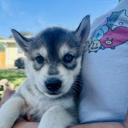 Pomeranian and Siberian Husky Puppies from Lor-Huinil's Dogs