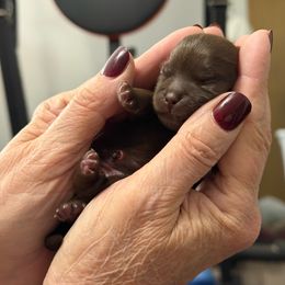 Waffle - Liver male Shih Tzu puppy in Ada, Oklahoma from Rollins Farms Shih Tzus