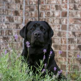 Labrador Retriever All Grown Up from Barton Creek Labradors