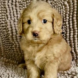 Bee - Red  female Goldendoodle puppy in Beecher, Illinois from Erica’s Doodles
