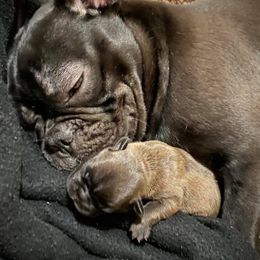 French Bulldogs from Sweet Dream French Bulldogs