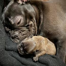 French Bulldogs from Sweet Dream French Bulldogs