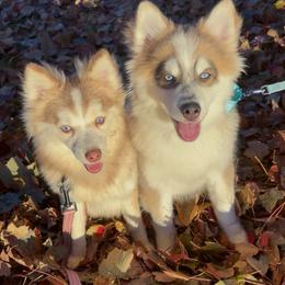 Pomsky Puppies from True North Pomskies