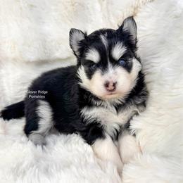 Ravena - Black and white female Pomsky puppy in Sheffield, Iowa from Clover Ridge Pomskies