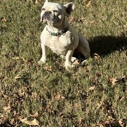 French Bulldog puppies from Felicia's French Bulldogs
