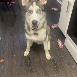 Oakley - Gray and white Siberian Husky puppy in Rancho Cucamonga, California from Rice Breeders