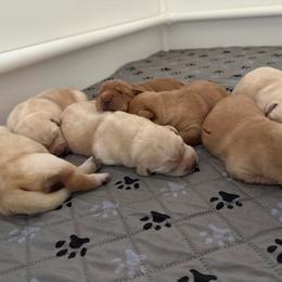 Sweet girl 2 - Yellow female Labrador Retriever puppy in Ranchita, California from Pacific Crest Labradors
