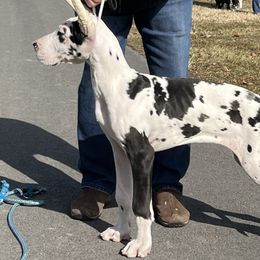 Genevieve - Great Dane