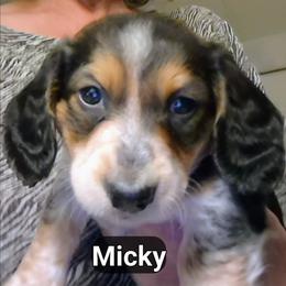 Micky - Piebald male Dachshund puppy in Bangs, Texas from Lickin'bach Miniature Dachshunds