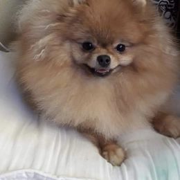 Muffin - Pomeranian