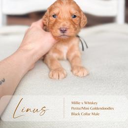 Linus - Apricot male Goldendoodle puppy in Hiddenite, North Carolina from Rose and Reid Doodles