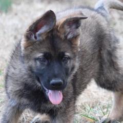 Otess - Sable German Shepherd puppy in Linwood, North Carolina from Johnson K9s