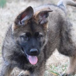 Otess - Sable German Shepherd puppy in Linwood, North Carolina from Johnson K9s