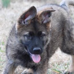 Otess - Sable German Shepherd puppy in Linwood, North Carolina from Johnson K9s