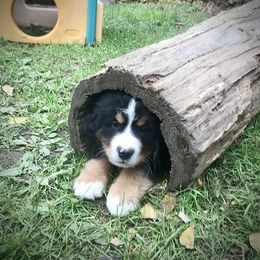Bernese Mountain Dog Puppies from Must B Buffalo Berners