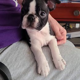 Boston Terrier, Boxer, and French Bulldog Puppies from Azaleas Euro Boxers & Boston Terriers