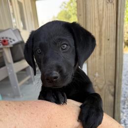 Purple - Black female Labrador Retriever puppy in Derby, Kansas from Wheatland Retrievers